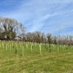 Southstoke Tree Planting Scheme