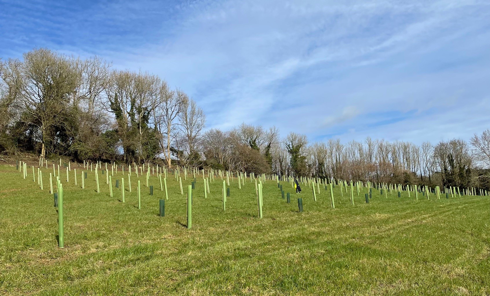 Tree planting scheme Southstoke near Bath February 2024 - Conservation ...