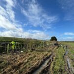 hedge replacement following storm damage