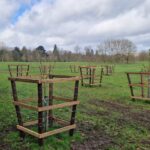 30 plus tree guards erected in Longleat