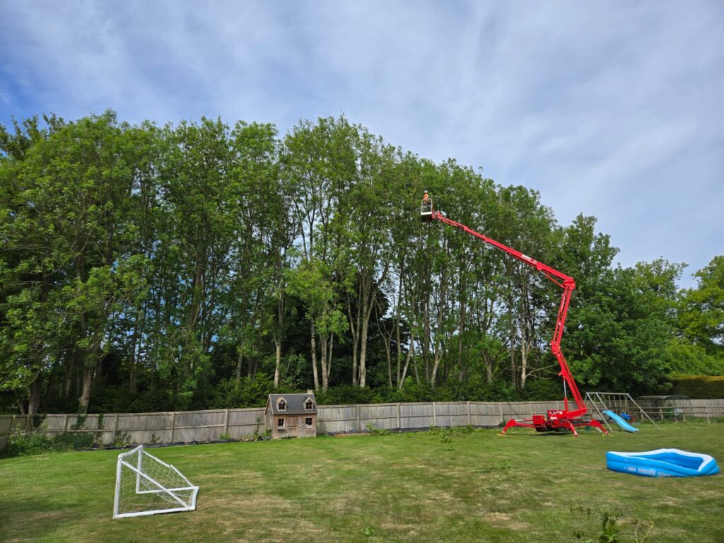 Ash tree trimming back May 2025