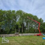 Ash tree trimming back