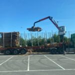 beech timber off for logs