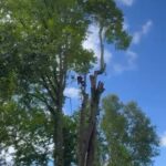 25m Lime Tree Removal