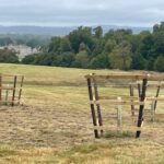 30 tree guards erected Longleat