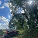 sorting dangerous ash trees