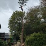 Dismantling a single conifer in Devizes Sept 2025