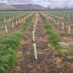 Complete tree management