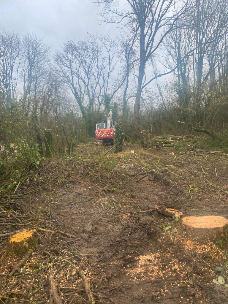 Look what Mark  found while clearing. Ash trees last week