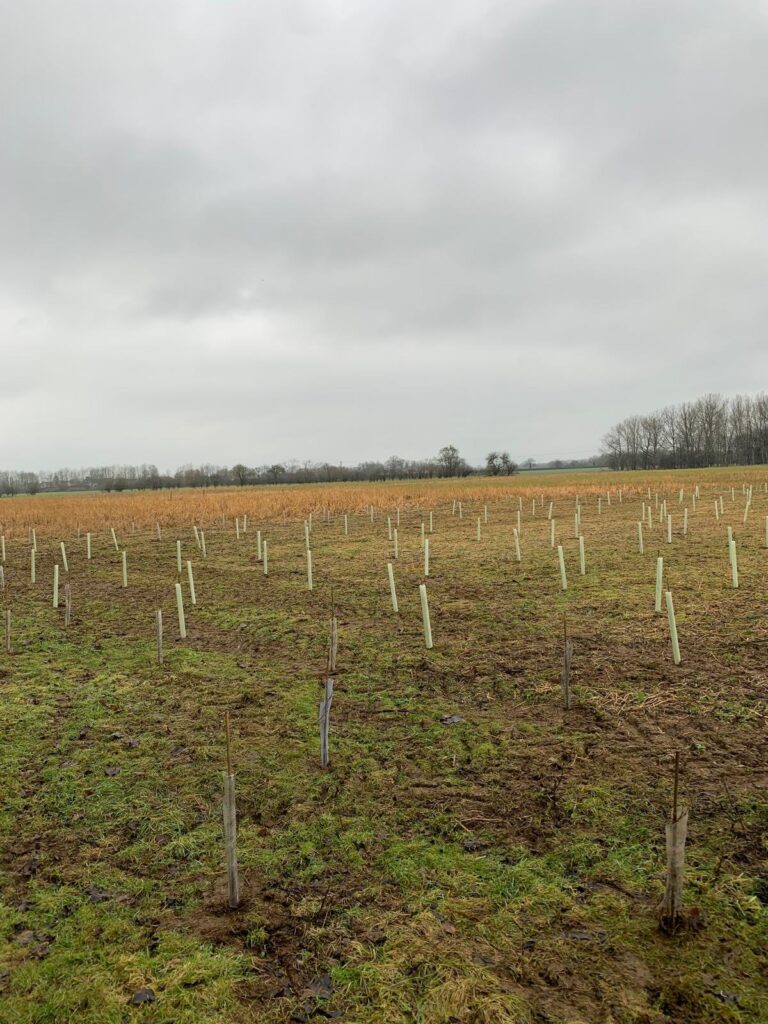 Planting of 9000 new trees and shrubs