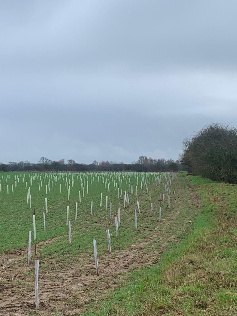 Planting of 9000 new trees and shrubs