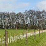 Fencing to protect newly planted hedging