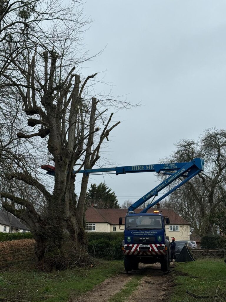 Pollarding of 30 old lime trees