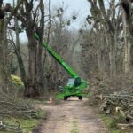 Pollarding of 30 old lime trees