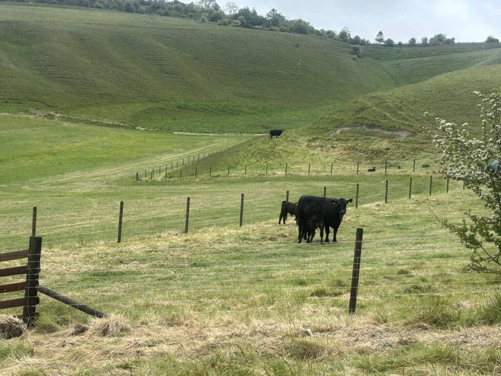 replacement stock fencing near Calstone