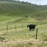 replacement stock fencing near Calstone
