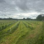 inter-row tractor cutting