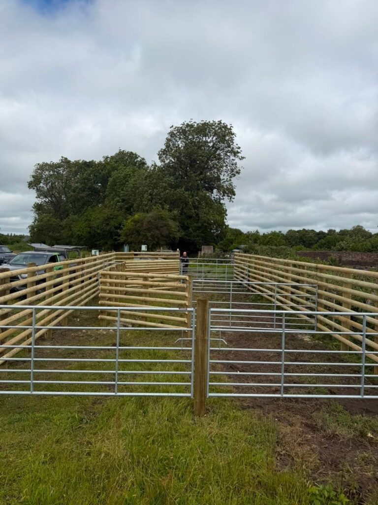 Cattle handling unit in Pewsey 2