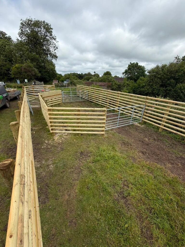 Cattle handling unit in Pewsey 3