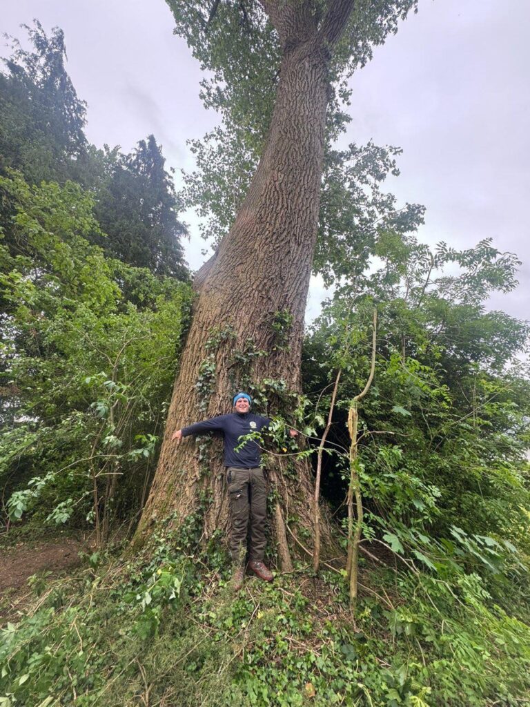 Poplar tree dismantle